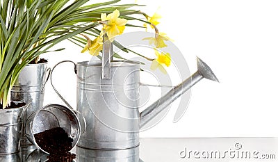 Daffodil and watercan still life Stock Photo