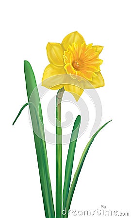 Daffodil Yellow flower Cartoon Illustration