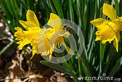 Daffodills bloom among succulent green grass, on a beautiful early spring day in Upstate New York Stock Photo