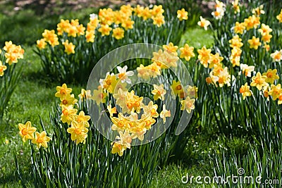 Daffodils Stock Photo