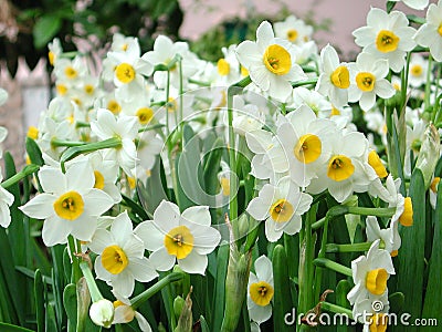 Daffodils Stock Photo