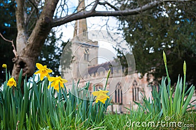 Daffodils in churchyard Stock Photo