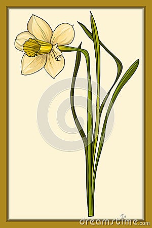 Daffodils, colored vector images. Hand drawn illustration Vector Illustration