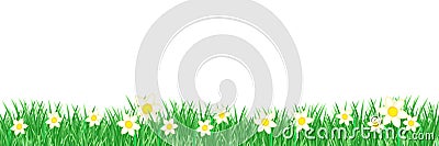 Daffodils flower isolated banner Stock Photo