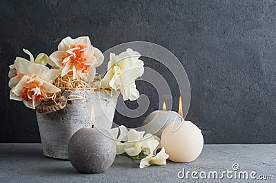 Daffodils in flower pot on dark concrete background Stock Photo