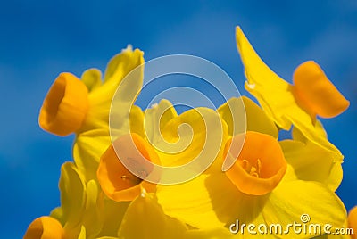 Daffodils flower Stock Photo