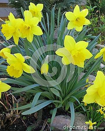 Daffodils in flowerbed during Easter time Stock Photo