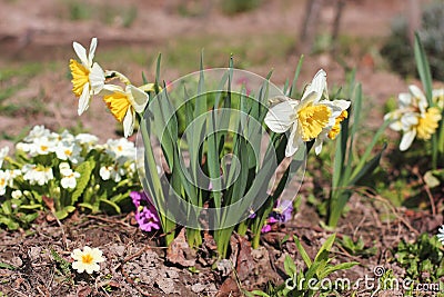 Daffodils in the garden. Spring. Narcissus Stock Photo