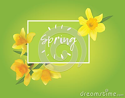 Daffodils on a green background Stock Photo