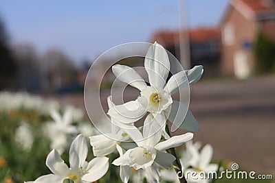 Daffodils that grow colorfully on the streets in Nieuwerkerk aan den IJssel during the spring in public green Stock Photo