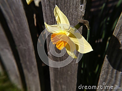 Daffodils in a Lancashire Garden Stock Photo