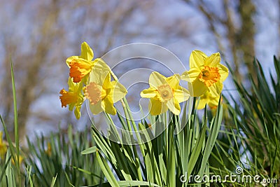 Daffodils Stock Photo