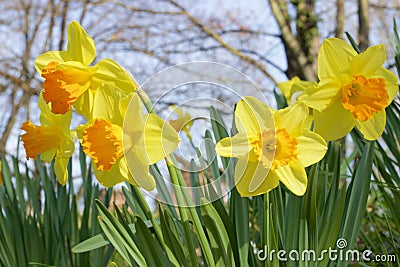 Daffodils Stock Photo