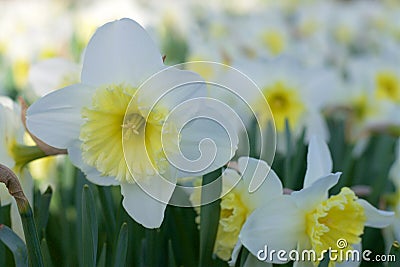 Daffodils Stock Photo