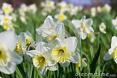 Daffodils Stock Photo