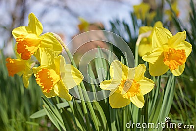 Daffodils Stock Photo