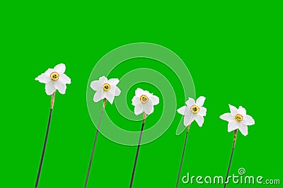 Daffodils over green background Stock Photo