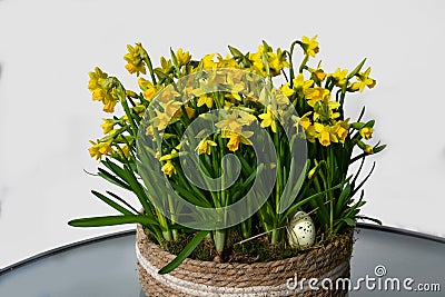 Daffodils planted in a jute basket Stock Photo