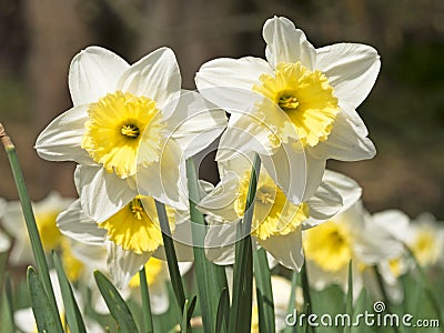 Daffodils in the spring Stock Photo