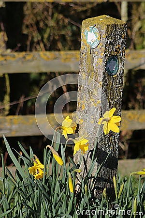 Daffodils, waymarker sign Lancashire Coastal way Stock Photo