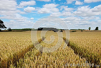 A field of wheat. Stock Photo