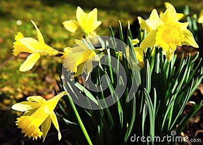 dafodill in bloom, spring is here Stock Photo