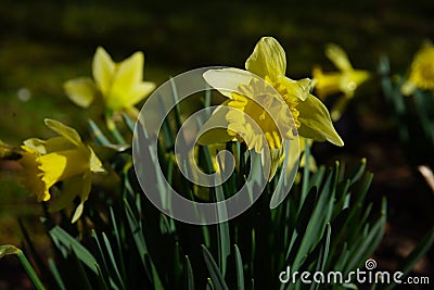 dafodill in bloom, spring is here Stock Photo