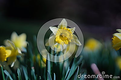 dafodill in bloom, spring is here Stock Photo