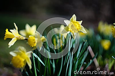 dafodill in bloom, spring is here Stock Photo