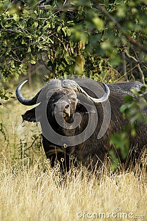 Dagger Boy, African Buffalo II. Stock Photo