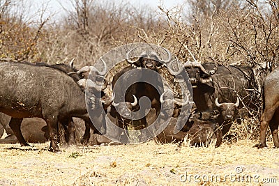 Dagger Boys; African Cape Buffalo Stock Photo