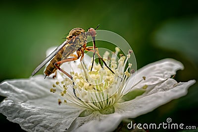 The Dagger Fly seen here is Empis opaca nectaring feeding on a dewberry flower. These flies are common throughout Europe except Stock Photo