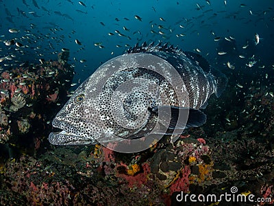 Malabar Grouper. Dagon Stock Photo