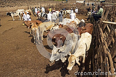 Dagoretti slaughterhouse in Nairobi, Kenya, Africa a holding tank for cows and goats to be killed in slaughterhouse Editorial Stock Photo