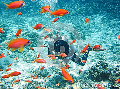 Dahab, Egypt - November 06, 2011. Scuba diver exploring Red Sea between flock of the orange fish Editorial Stock Photo