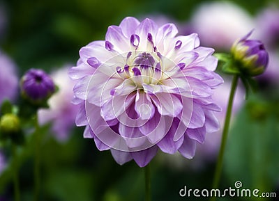 Dahlia Stock Photo