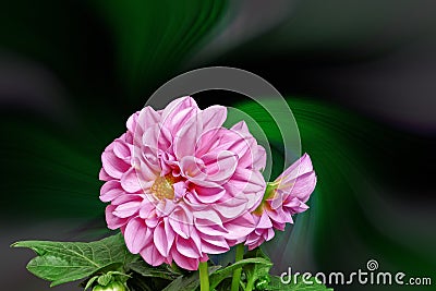 Dahlia against a colorful abstract background Stock Photo