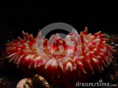 Dahlia anemone. Loch Carron, diving, Scotland Stock Photo