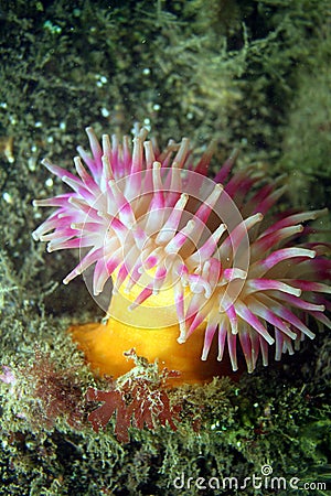 Dahlia anemone Stock Photo