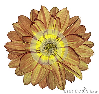 Dahlia autumn red-yellow flower on white isolated background with clipping path. For design. Closeup. Stock Photo