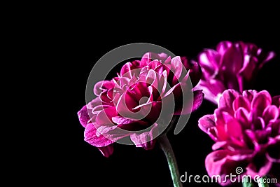 Dahlia - beautiful magenta flowers. Stock Photo