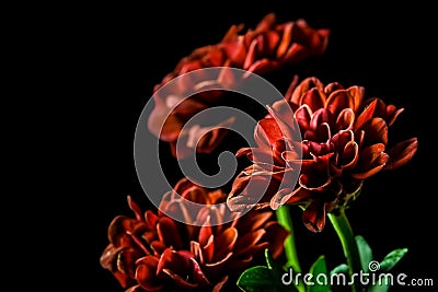 Dahlia - beautiful red flowers. Stock Photo