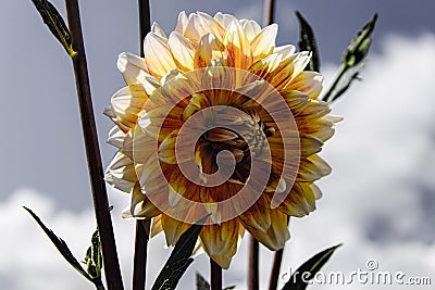 Dahlia Bloom Stock Photo