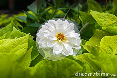 Dahlia Chic White Stock Photo