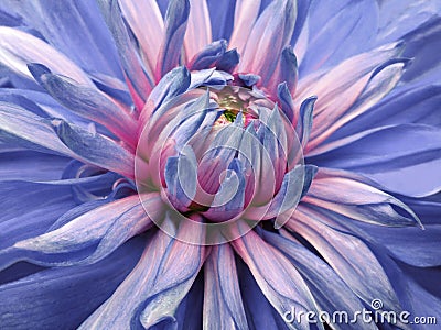 Dahlia flower blue-pink. Closeup. beautiful dahlia side view for design. Macro. Stock Photo