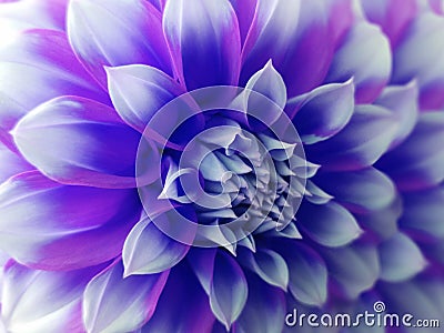 Dahlia flower, blue-pink-white. Closeup. beautiful dahlia. side view flower, the far background is blurred, for design. Stock Photo
