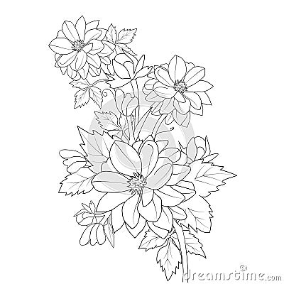 Dahlia flower bouquet, a branch of botanical dahlia flower line art, realistic dahlia flower outline, planet dahlia illustration Vector Illustration