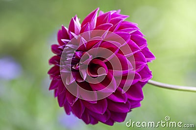 Dahlia Flower in Full Bloom Stock Photo