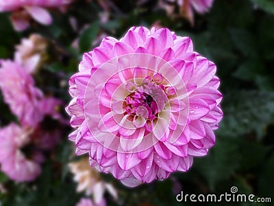 Dahlia flower in full summer bloom Stock Photo