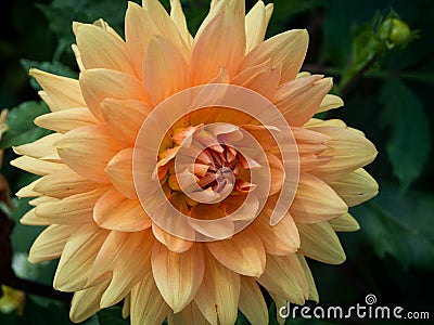 Dahlia flower, a garden cultivar with brigt orange petals, close up Stock Photo